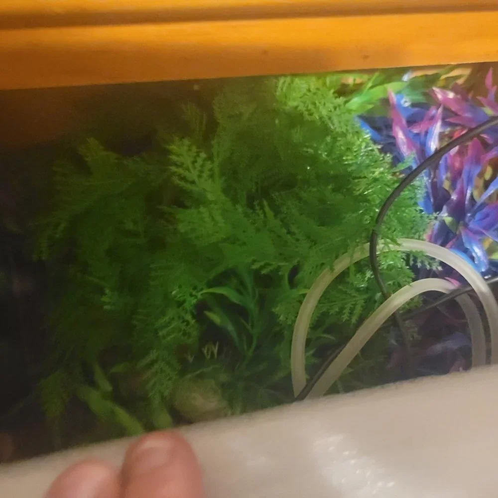 55 gallon fish tank, supplies, and accessories.